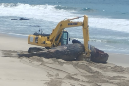 La ballena medía aproximadamente 11 metros de longitud.