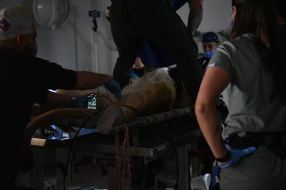 Las atenciones veterinarias se planifican de acuerdo a los cortes de luz, pero no siempre se respetan.