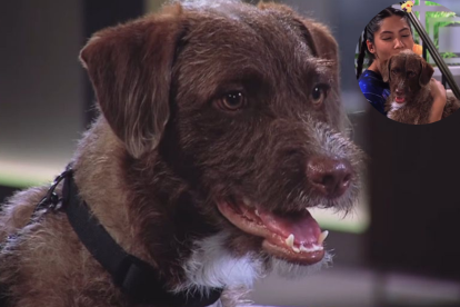 Grillo, perro que es parte de la novela Los García.