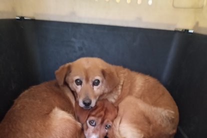 Las perritas son hermanas y estaban bajo la custodia de un adulto mayor.