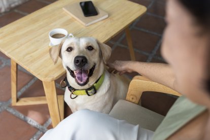 Cada vez son más lugares denominados 'Pet Friendly'