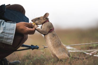 Una rata gigante recibe su recompensa tras identificar una mina en una demostración de entrenamiento, mostrando el poder de su olfato para salvar vidas.