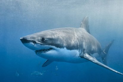 El avistamiento se dio cerca de las Islas Galápagos