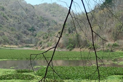 En cuerpo fue encontrado flotando en esta laguna.