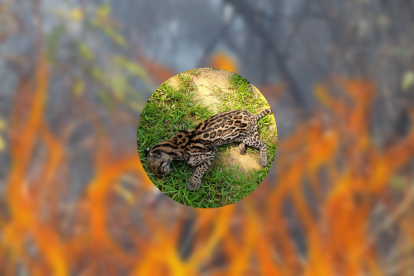 Un tigrillo murió en su intento de escapar del incendio de Cerro Azul.