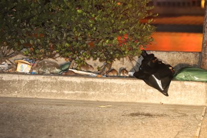 Las ratas han cavado túneles a lo largo de la peatonal y así se pasean a sus anchas por toda la avenida.