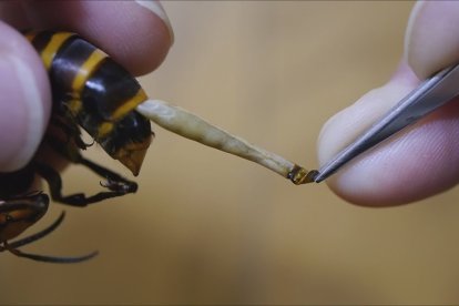 Así sacó a los gusanos del abdomen del avispón.