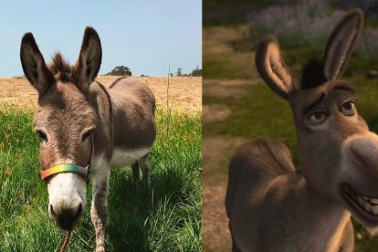 Perry fue la inspiración para dar vida al burro de Shrek.