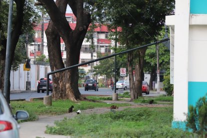 Así fue como resultó el poste luego de la caída de las ramas.