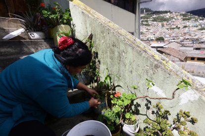 El producto que se recibe sirve para las plantas.