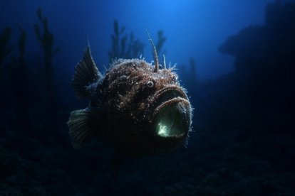 El diablo negro habita en el fondo marino entre los 200 y los 2.000 metros de profundidad