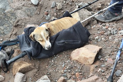 El animalito llevaba al menos una semana perdida en el Carihuairazo.