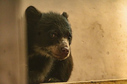 La campaña de recaudación se denomina: Un hábitat para Sisa