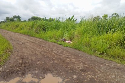 En un sector de Palenque fueron encontrados los cadáveres.