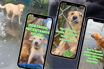 Fundación Almanimal sufre estragos de las lluvias