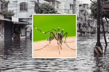 Provincias de la costa han sido las más afectadas por el mosquito.