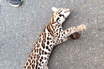 El tigrillo fue encontrado fuera de su hábitat.