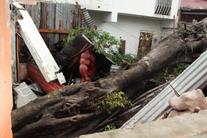 El árbol caído afectó a una vivienda y un taller de monigotes.