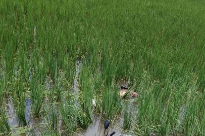 La moto de la víctima quedó sumergida en los arrozales.