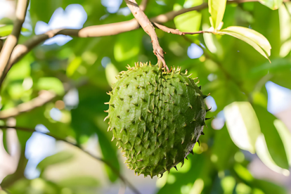 La Annona muricata o guanábana, una fruta tropical rica en antioxidantes que fortalece el sistema inmune y promueve la salud general
