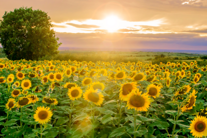 El 21 de marzo se ha convertido en una fecha ideal para regalar flores amarillas.