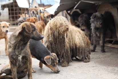 El espacio ya representaba un peligro para la salud pública.