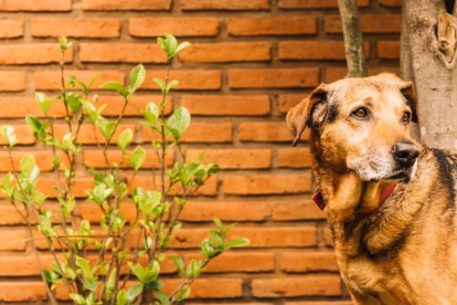 Los perros mayores, aunque a veces pasan desapercibidos en los refugios, tienen mucho amor y compañía para ofrecer.