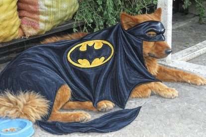Batman tiene cuatro años y es un perro comunitario de San Juan de Calderón.