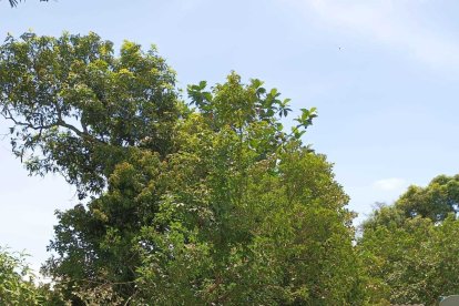 Los árboles se cayeron, afectando incluso a viviendas. En otros puntos, los techados fueron destrozados por el viento.