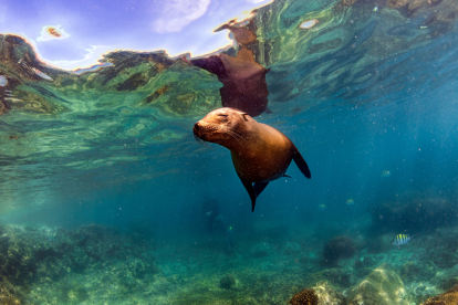 Disney estrenará 'Leones Marinos de las Galápagos'.