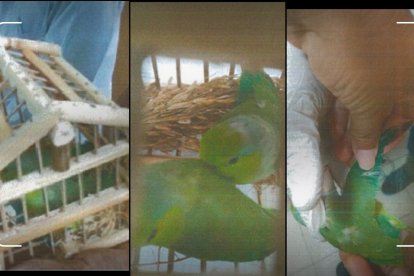 Estas son las especies que portaba el hombre.