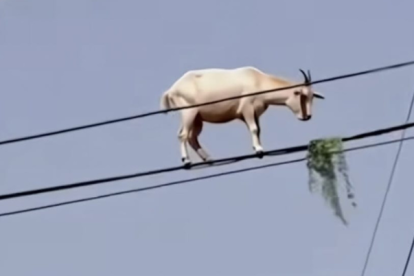 El video de la cabra trepada en los cables eléctricos ha dado la vuelta al mundo.