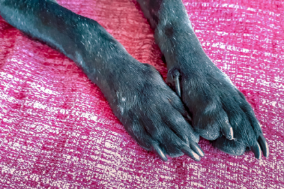 Se hará un plantón por el abuso de una perrita en Quito.