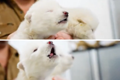 El lobo terrible vuelve a la vida.