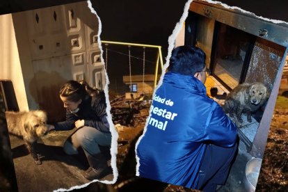 Los perritos fueron atendidos tras el deslave en Conocoto, sur de Quito.