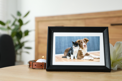 Una mascota puede sentir la ausencia de su compañero con la misma intensidad que un humano.