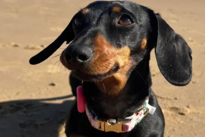 Valeria, la perrita que sobrevivió 16 meses en una isla