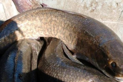 Pez cabeza de serpiente apareció en Estados Unidos