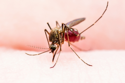 Fiebre amarilla en Ecuador: riesgo de brote es bajo, según ministro.