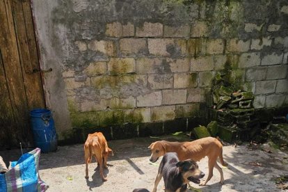 Este es el desgarrador estado de desnutrición en el que se hallaban los pocos perros que aún quedaban en el refugio.