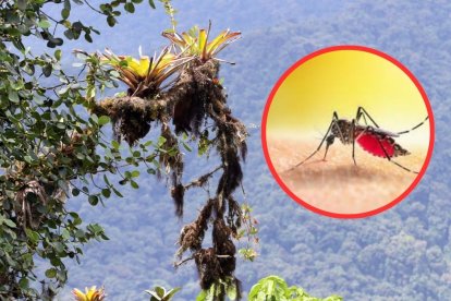 El mosquito Aedes aegypti fue hallado en el Chocó Andino.