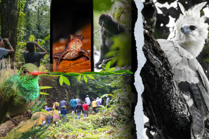 Conozca un bosque ubicado en el corazón del Chocó ecuatoriano.