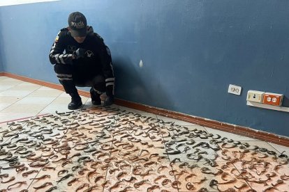 Los animales se encontraban en una caja de cartón, previamente identificada.