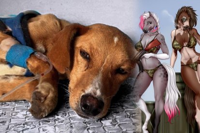A la izquierda Teddy, un perro víctima de zoofilia. A la derecha, representaciones de animales sexualizados difundidos en Telegram.