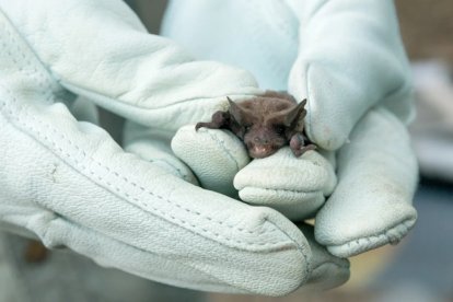 El murciélago infectado fue descubierto en el área African Loop, frecuentada por visitantes.