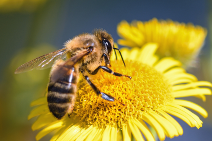 Más del 75% de los alimentos que consumimos dependen, en parte, de la polinización.