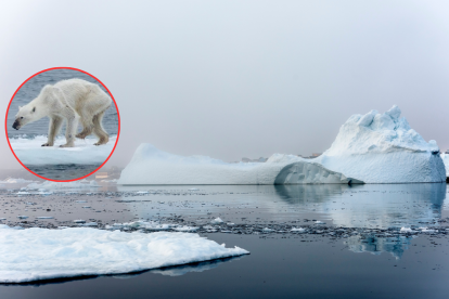 El deshielo polar también pone en peligro la fauna local, como los osos polares y los pingüinos, cuyos hábitats se están reduciendo rápidamente.