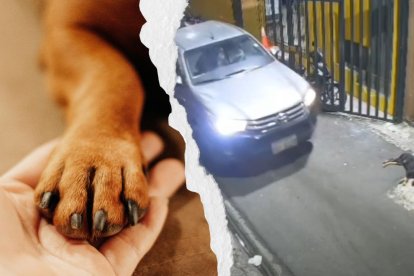 Atropello de un perro en Guayaquil causa indignación y activa respuesta municipal.