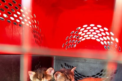 Los gatitos estaban asustados.