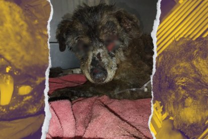 La perrita tiene 12 años y su condición es crítica.